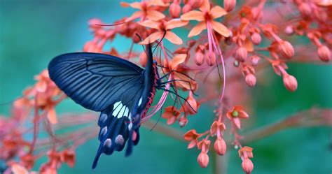 Butterfly 4K HD Wallpapers - Top Free Butterfly 4K HD Backgrounds ...