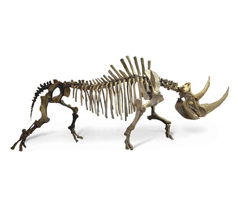 Woolly rhinoceros fossil skeleton | Heritage KBF