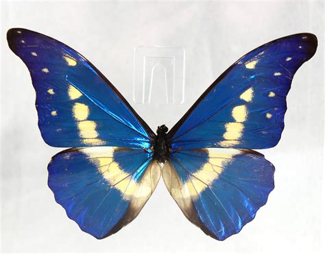 Helena Morpho 6 x 6 Acrylic Display – Butterfly Wonderland Treasures