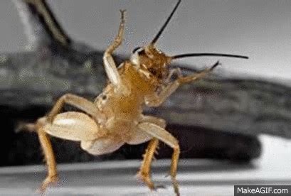 Crickets Gif The Cricket Invasion Of Central Texas Is Upon Us Again ...