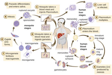 Parasitic Infections of the Circulatory and Lymphatic Systems ...