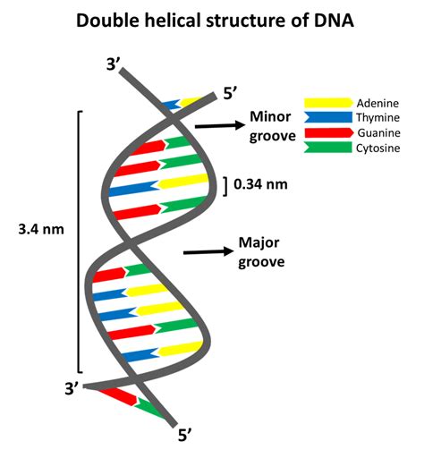 Dna Double Helix Structure Diagram Dna Double Helix Labeled