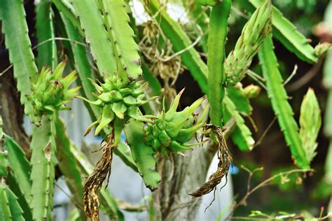 How to Grow and Care for Dragon Fruit Cactus Indoors