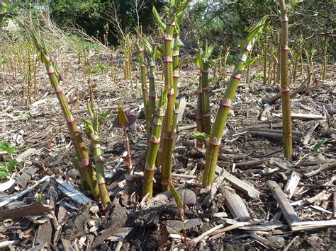 How To Identify Japanese Knotweed: In-Depth Knotweed Identification ...