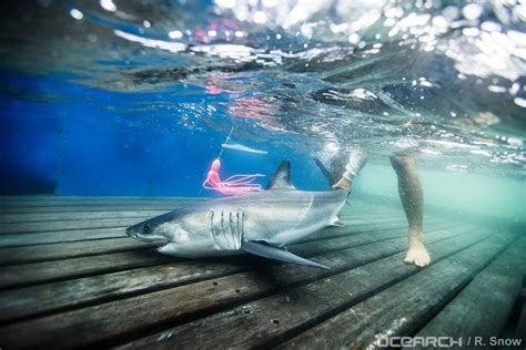 FAU | These Baby Great White Sharks Love to Hang Out Near New York