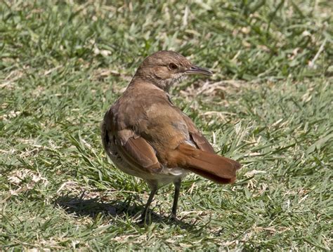 Rufous-bellied Thrush | Great Bird Pics