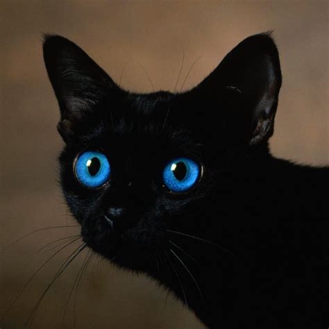 black+kitten+with+blue+eyes | black cat with blue eyes wallpaper in ...