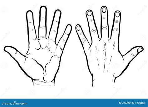 Hand Outline Stroke Vector | CartoonDealer.com #66111413