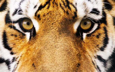 animals, Eyes, Tiger Wallpapers HD / Desktop and Mobile Backgrounds