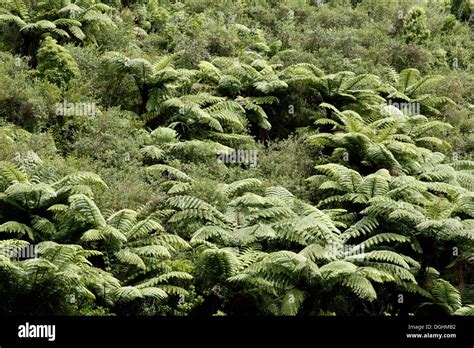 Fern trees in tropical forest Stock Photo - Alamy