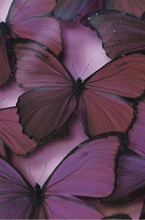 Purple Butterfly Aesthetic Wallpapers - Wallpaper Cave FB9 | Purple ...