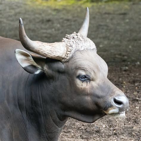 Cow with Horns · Free Stock Photo