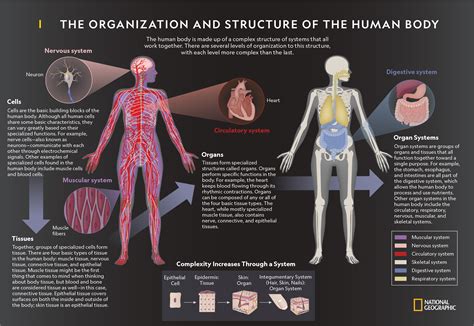 Human Body Tissues And Their Functions