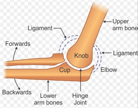 Joints of Body - Body Movements, Class 6