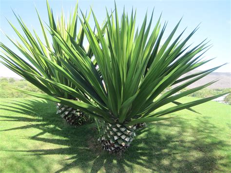 Agave sisalana: characteristics, uses and basic care - Global Gardening ...