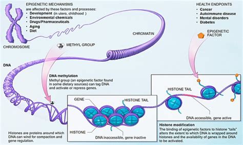 The Pipette Gazette » Why Age May Just Be A Number: The Epigenetics of ...