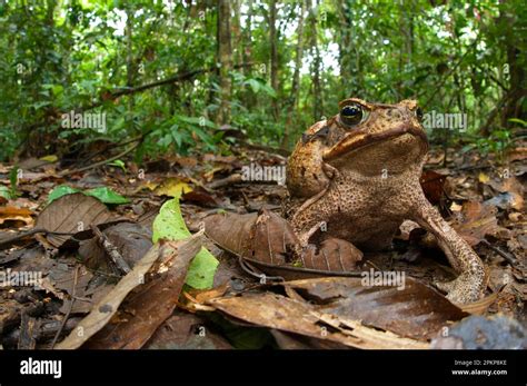 Cane toad (Rhinella marinus), adult female, sitting on leaf litter in ...