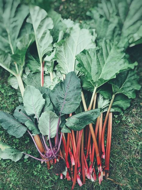 Best and Worst Rhubarb Companion Plants