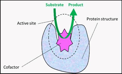 Scheme of enzyme structure showing protein structure, cofactor, and ...