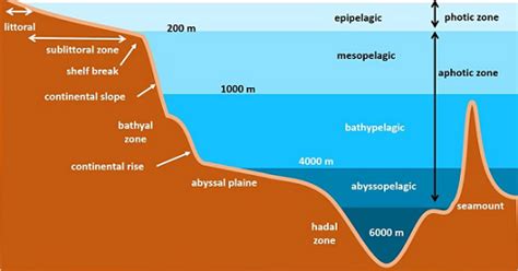 Explain The Ocean Floor Configuration | Viewfloor.co