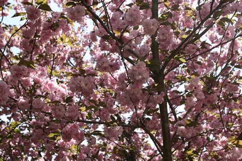 Spring Pink Flower Tree | Trees| Free Nature Pictures by ForestWander ...