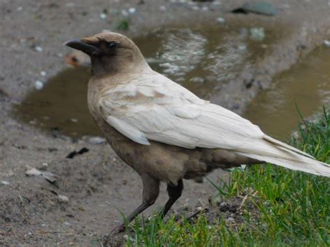 Caramel Crow with White Wings - Lincoln Park West Seatle : RealLifeShinies