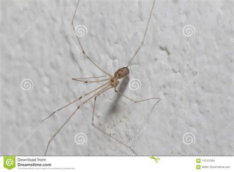 The Spiders are a Class of Arthropods Stock Photo - Image of nature ...