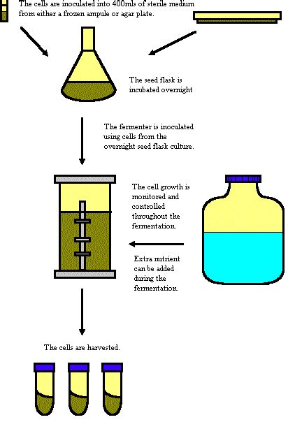 Fermentation Definition - Biologicscorp