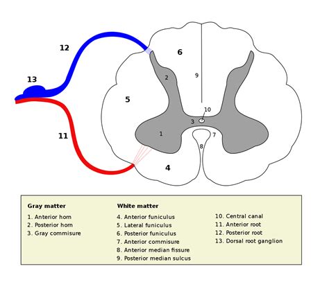 Dorsal Root Ganglion Facts | Location, Structure, Histology & Development