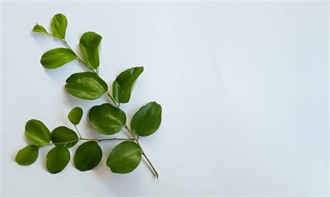 Daun Bidara or Ziziphus Mauritiana isolated on a white background ...