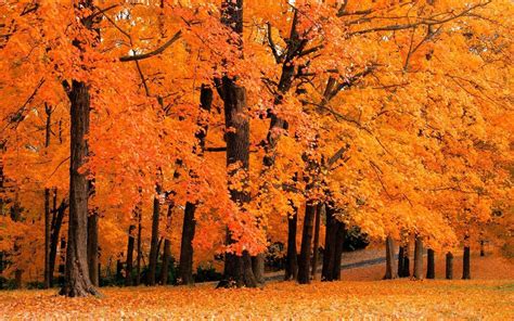 Free Autumn Screensavers Wallpapers - Wallpaper Cave