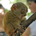 Tarsier Meme Generator - Imgflip