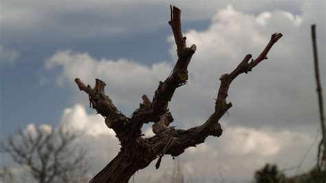 Pruning the Vineyard - Chroussiano Farmhouse