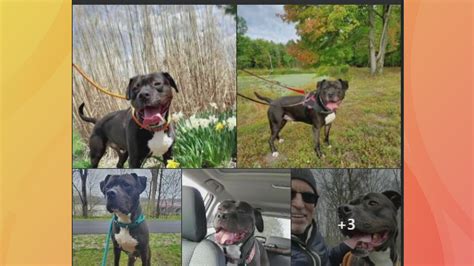 Northeast Ohio animal rescue looking to find home for dog in shelter ...