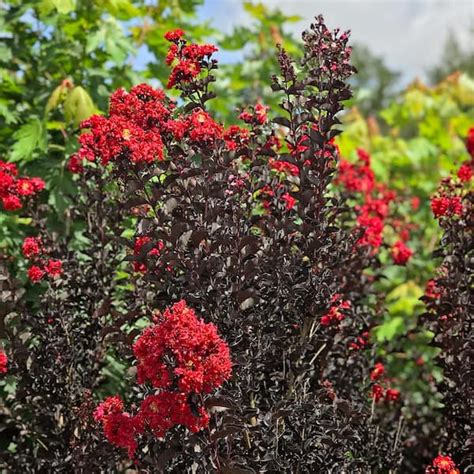 BLACK DIAMOND 7 Gal. Crimson Red Crape Myrtle Tree CRMBCR07G - The Home ...