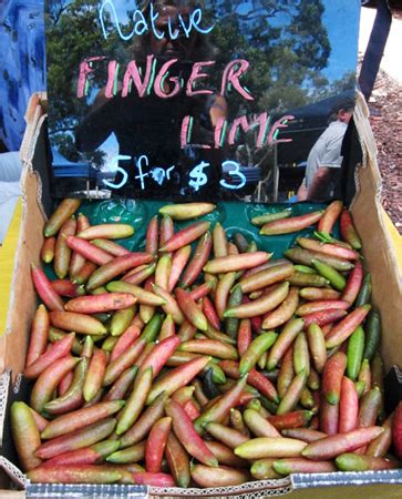 Produce Profile: Finger Limes | noosafoodie.com.au