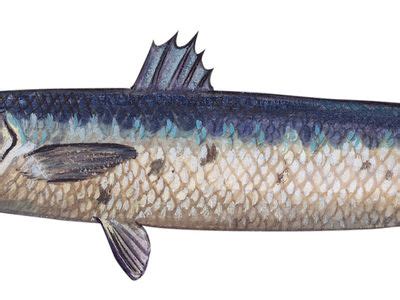 Barracuda | Description, Size, Diet, & Facts | Britannica