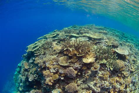 Fiji Snorkeling