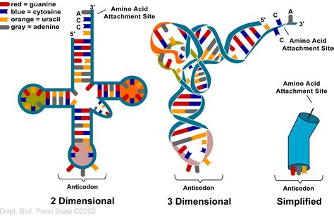 Rna, transfer; Suppressor Transfer RNA; tRNA; Transfer RNA