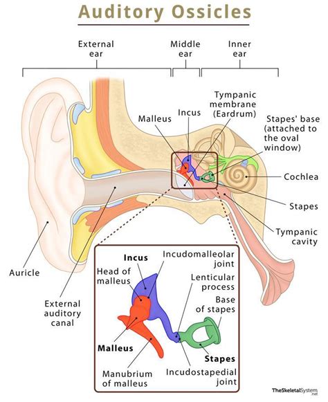 Auditory Ossicles (Ear Bones) - Definition, Functions, & Diagram