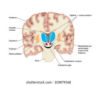 Corpus Striatum And Substantia Nigra