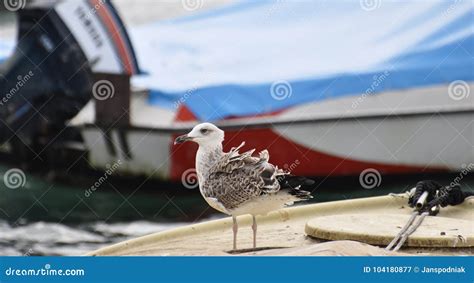 The Seagull Sitting on the Boat with Feathers Blowing in the Win Stock ...