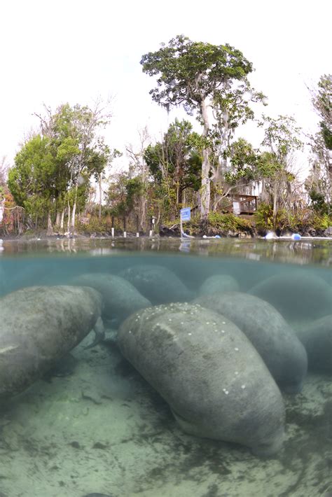 Crystal-river-manatees-staying-warm - Swim With The Manatees