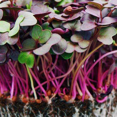 Microgreens - Langmead Herbs, Fresh Herb Growers, West Sussex