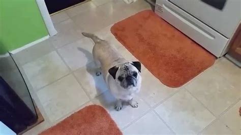 You're a pug, curl your tail! - YouTube