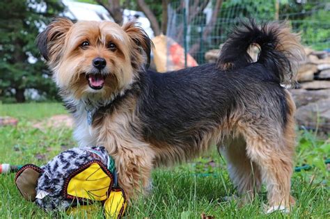 What Is a Shorkie: A Brief Guide on the Shih Tzu Yorkie Mix - Pets ...