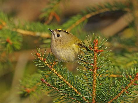 9 of the World's Smallest Birds