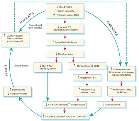 Aldosterone And Antidiuretic Hormone Adh