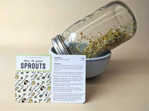 Sprouting Kit Grow Your Own Sprouts | Etsy