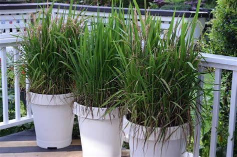 How to Grow Rice in Your Garden? Tips and Techniques